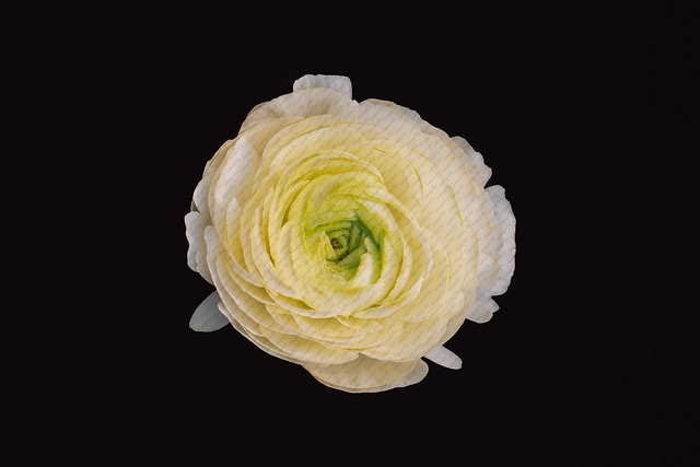 Persian Buttercup Flower On Black Background