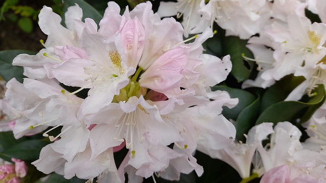 Rhododendron in our Lancashire garden