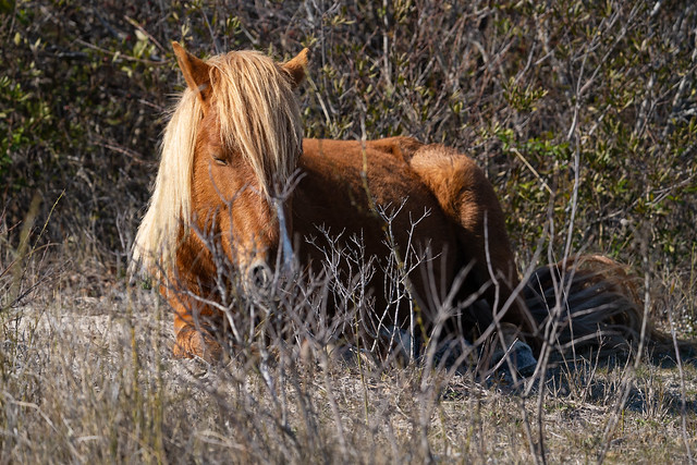 Wild Horse Chilling in Assateague