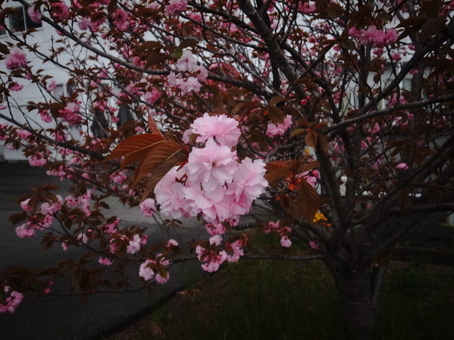 Final cherry blossoms