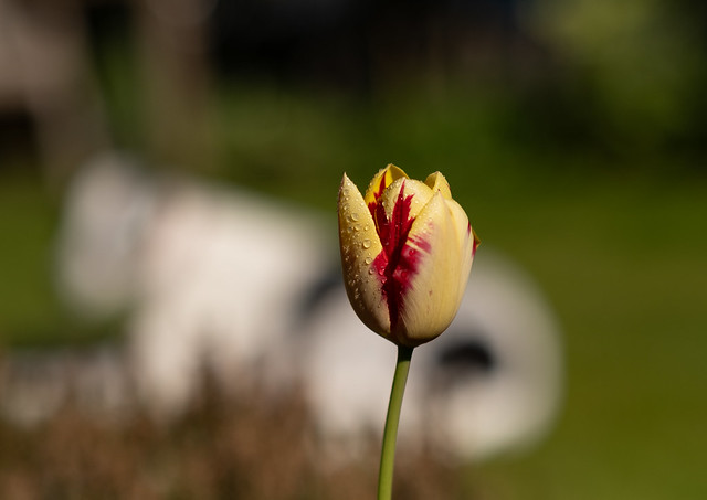 Jill's Tulips-3
