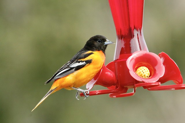 First of year Baltimore Oriole. 10 am visit facing camera, 10:30 visit, back to camera.  A week early for us. Glenburnie, Ontario.