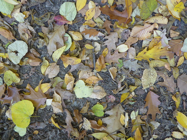 Glen Ellyn, IL, Illinois Prairie Path in the Fall, Leaf Litter