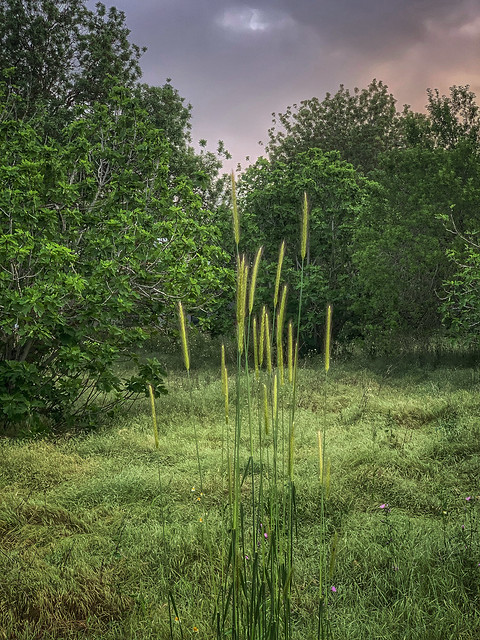 Grasses with green backgrou