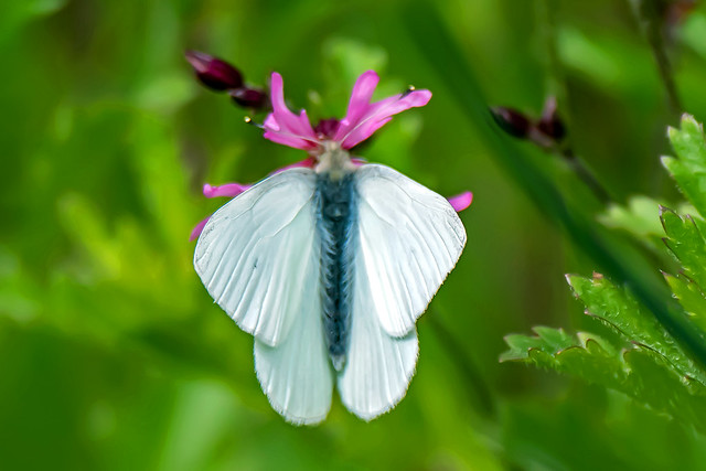 Green-veined Butterfly