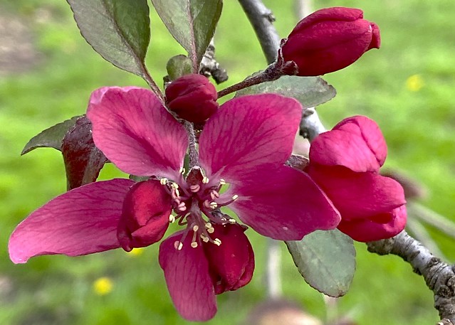 red crabapple flowers