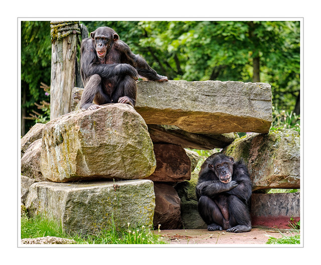 Schimpansen / Chimpanzees
