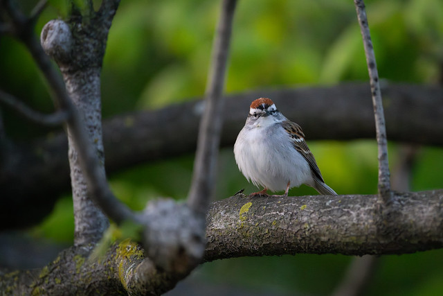 Chipping Sparrow in Low Light