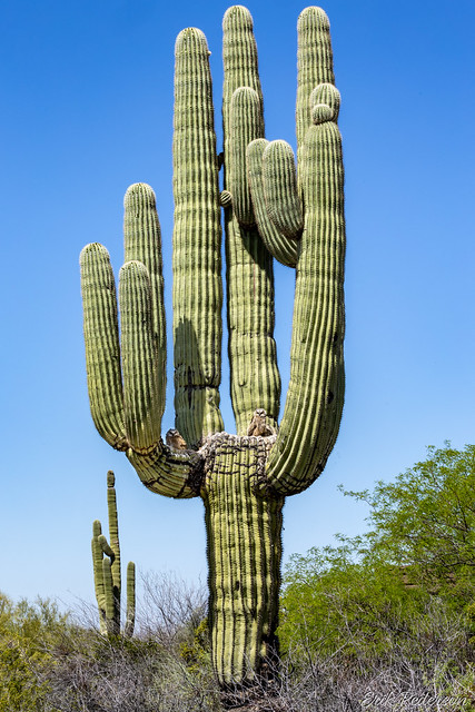 Saguaro Cactus with Owl Nest