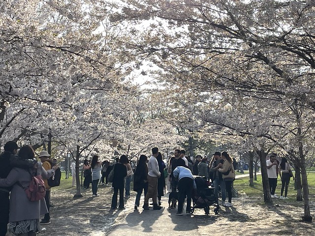 Cherry Blossoms in Trinity Bellwoods Park, Toronto