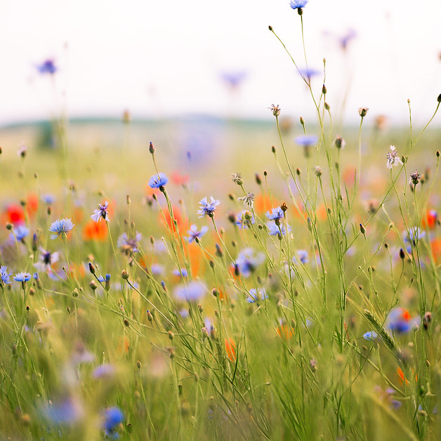 in the fields of flowers