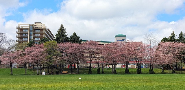 Cherry Blossoms, Spencer Smith Park, Burlington, Halton, ON