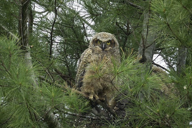 Great Horned Owlet in the Rain