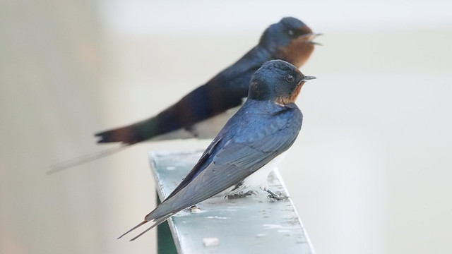 春のリア充まつり(5)ツバメ　Best Couple in Spring 2024-5: swallow