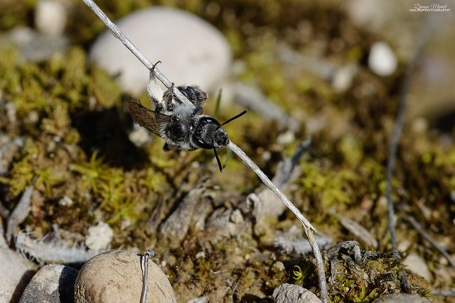 Andrena solenopalpa F