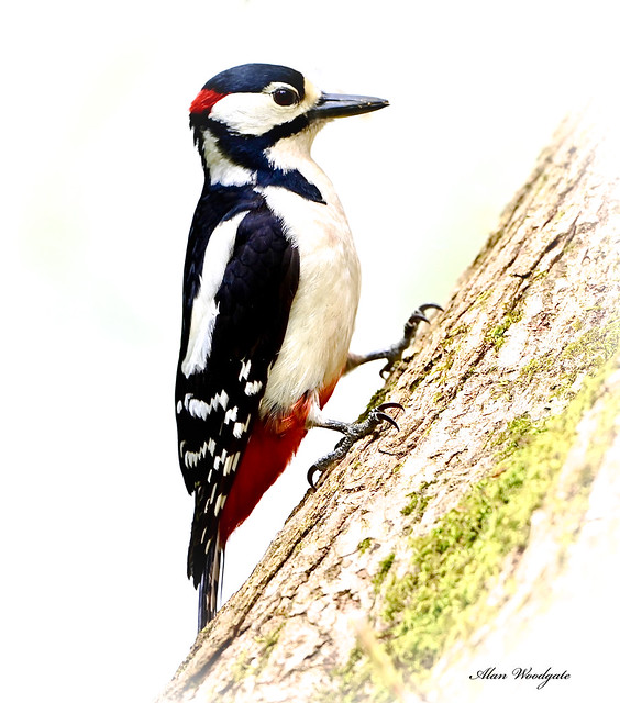 Gt Spotted Woodpecker - Isle of Wight