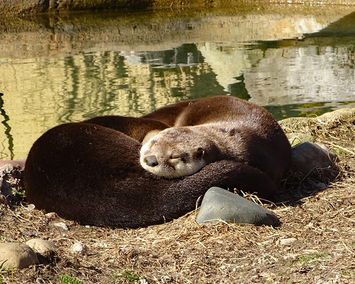 River Otters At the Detroit Zoo. 