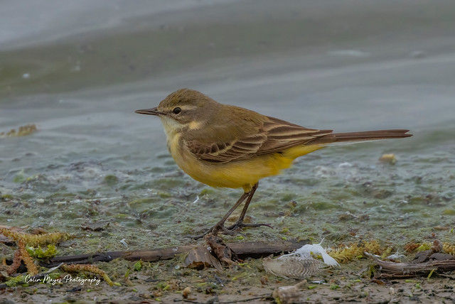 yellow wagtail female