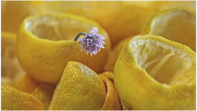 Lemons and Flower