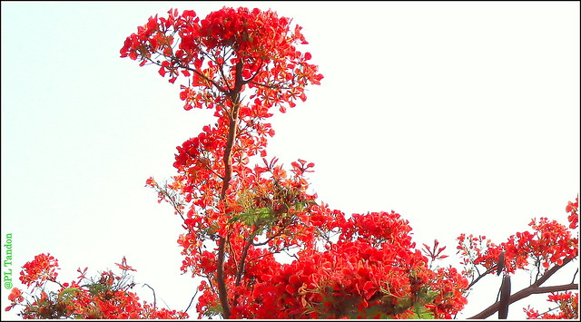 Gulmohar blooms against the  Sky