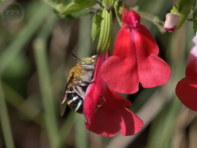 Blue-banded Bee with foot thru flower_crp