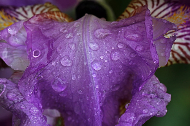 Rainy Day Iris