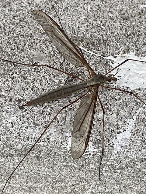 Cranefly macro