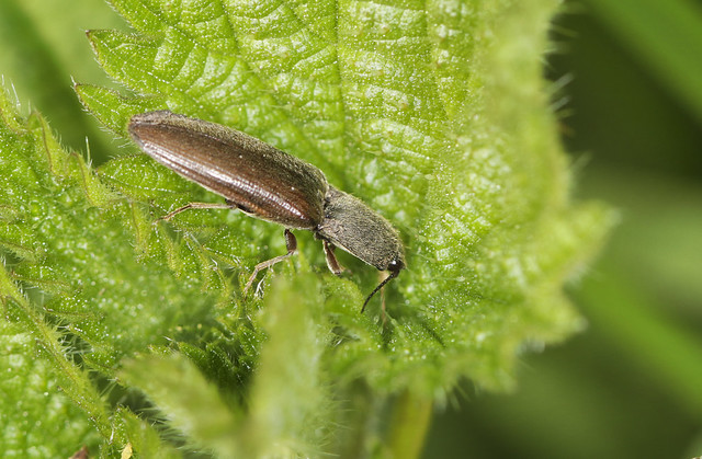 Click Beetle - Athous haemorrhoidalis