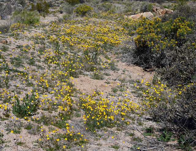 Leptosyne californica, Joshua Tree National Park