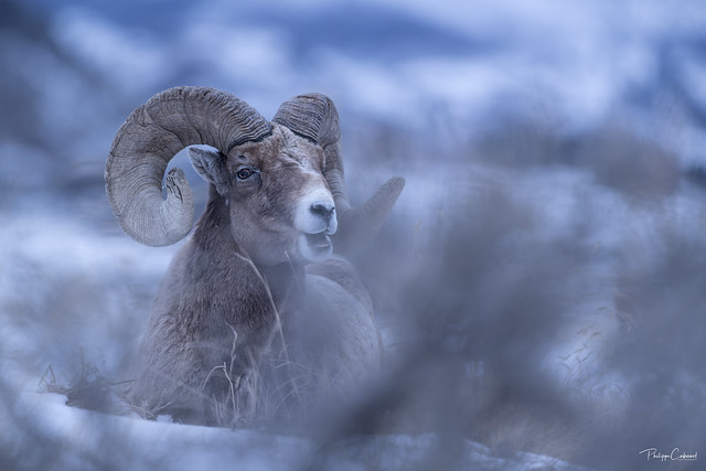 Mouflon du canada (big horn )