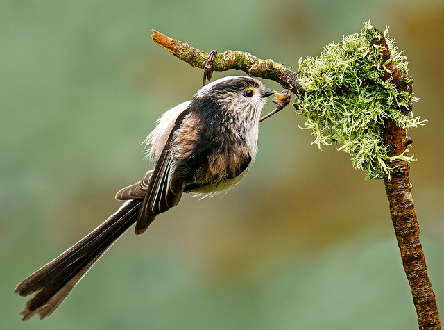 Long Tailed Tit.
