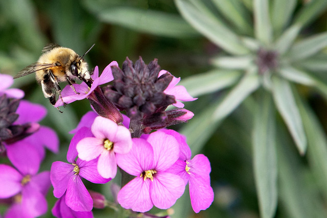 IMG_1664 Bee on Erysimum flower
