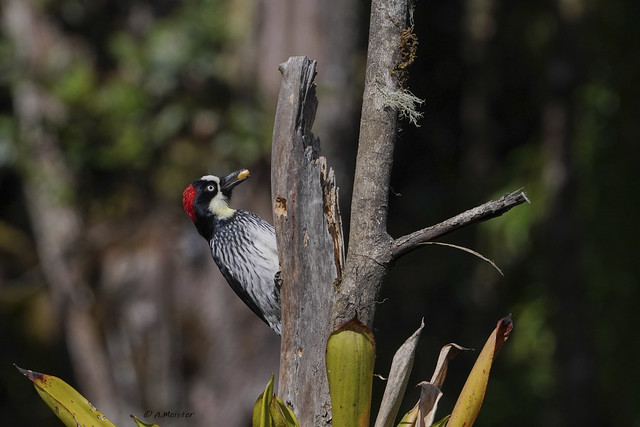 Eichelspecht - Acorn Woodpecker
