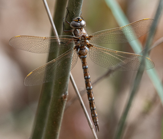 Springtime Darner (Basiaeschna janata) Dragonfly - Female