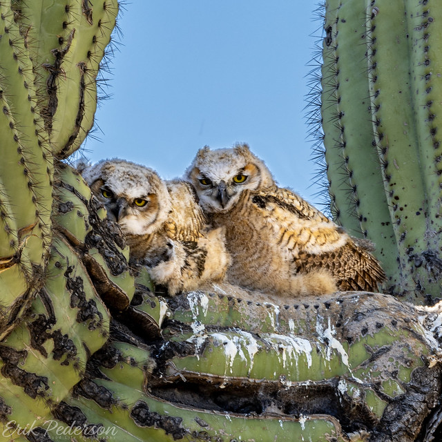 Owl Huddle