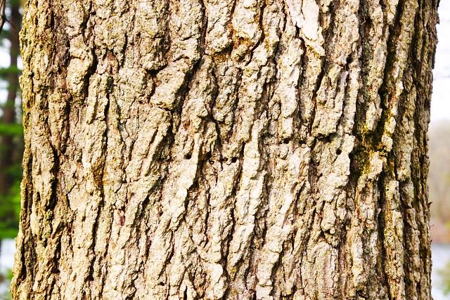 Tree Bark [118/366]