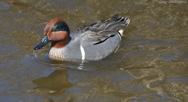 Green Winged Teal - 4