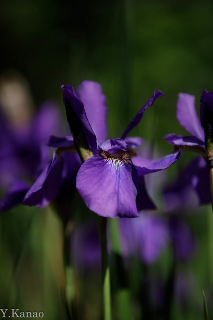 Iris 菖蒲