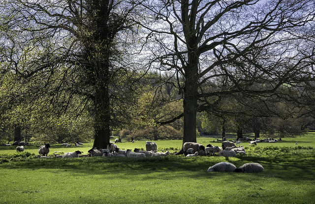 Shady sheep at Broughton Castle park, Oxfordshire