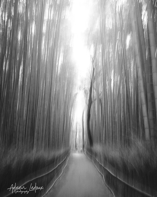 Arashiyama Bamboo Forest ICM