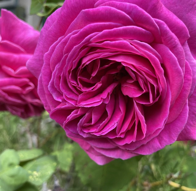 Antique Bourbon Rose