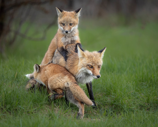 Fox Mother with Kits
