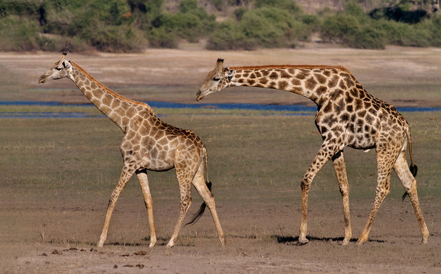 Giraffe Pair Courting