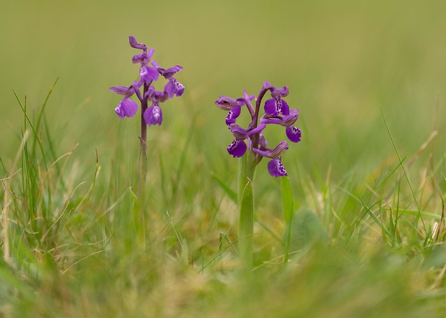 Green-winged Orchids - Anacamptis morio