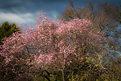 Early Signs of Spring 2024-6.jpg