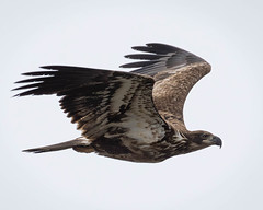 Bald Eagle in flight II, April 27,2024