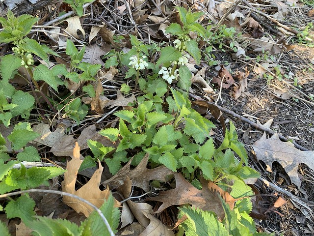 “White Dead Nettles with white flowers or blossoms on Duffins trail in Discovery bay , Martins photographs , Ajax , Ontario , Canada , April 25 2024”