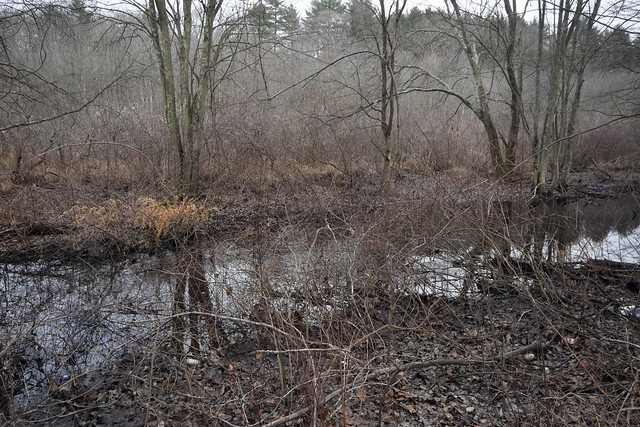 marshy reach Pine Tree Brook