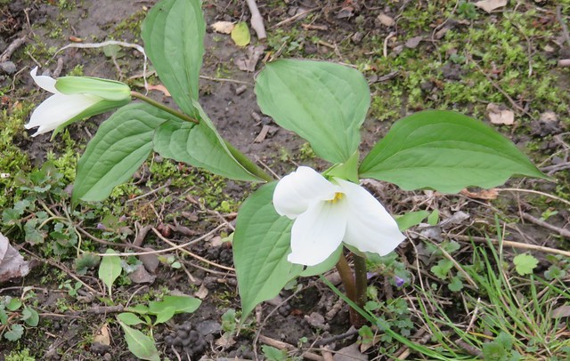 Trilliums in bloom