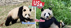 Alert!!! San Diego zoo will welcome Yun Chuan ( mom Zhen Zhen ) & Xin Bao ( mom Jun Zhu ) for 10-year loan.